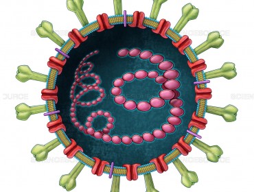Анализ на вирусные антигены COVID-19