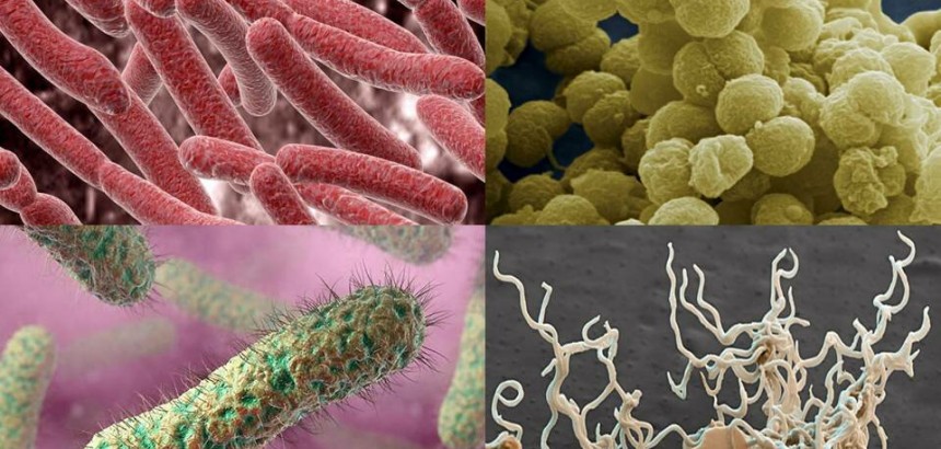 Новости науки: изучение эволюции древних бактерий и вирусов