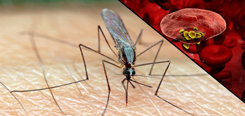 Болотная лихорадка - малярия.