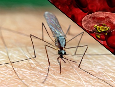 Болотная лихорадка - малярия.